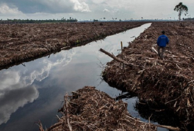 Leaked figures show spike in palm oil use for biodiesel in Europe